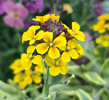Erysimum cheiranthoides Sunny Days.jpeg