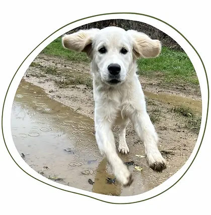 garde de chiens - moselle - pet sitter.webp