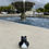 Thumbnail: Cat Duck