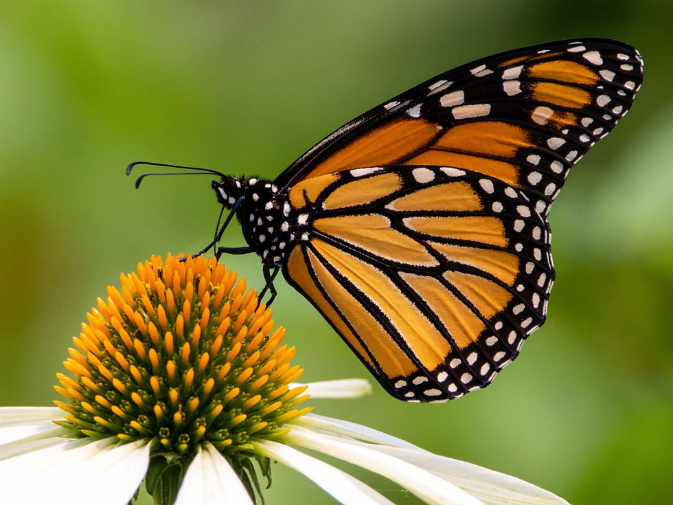 Photography Tips Getting Closer: Macro Photography