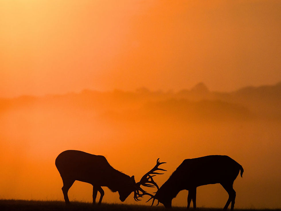 Photography Tips The Fascination of Silhouettes