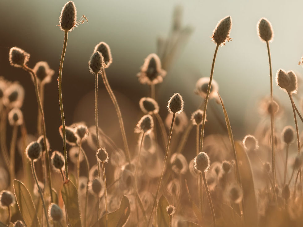 Photography Tips Mastering Depth of Field