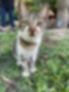 fla.gato - femea (ADOTADA).jpeg