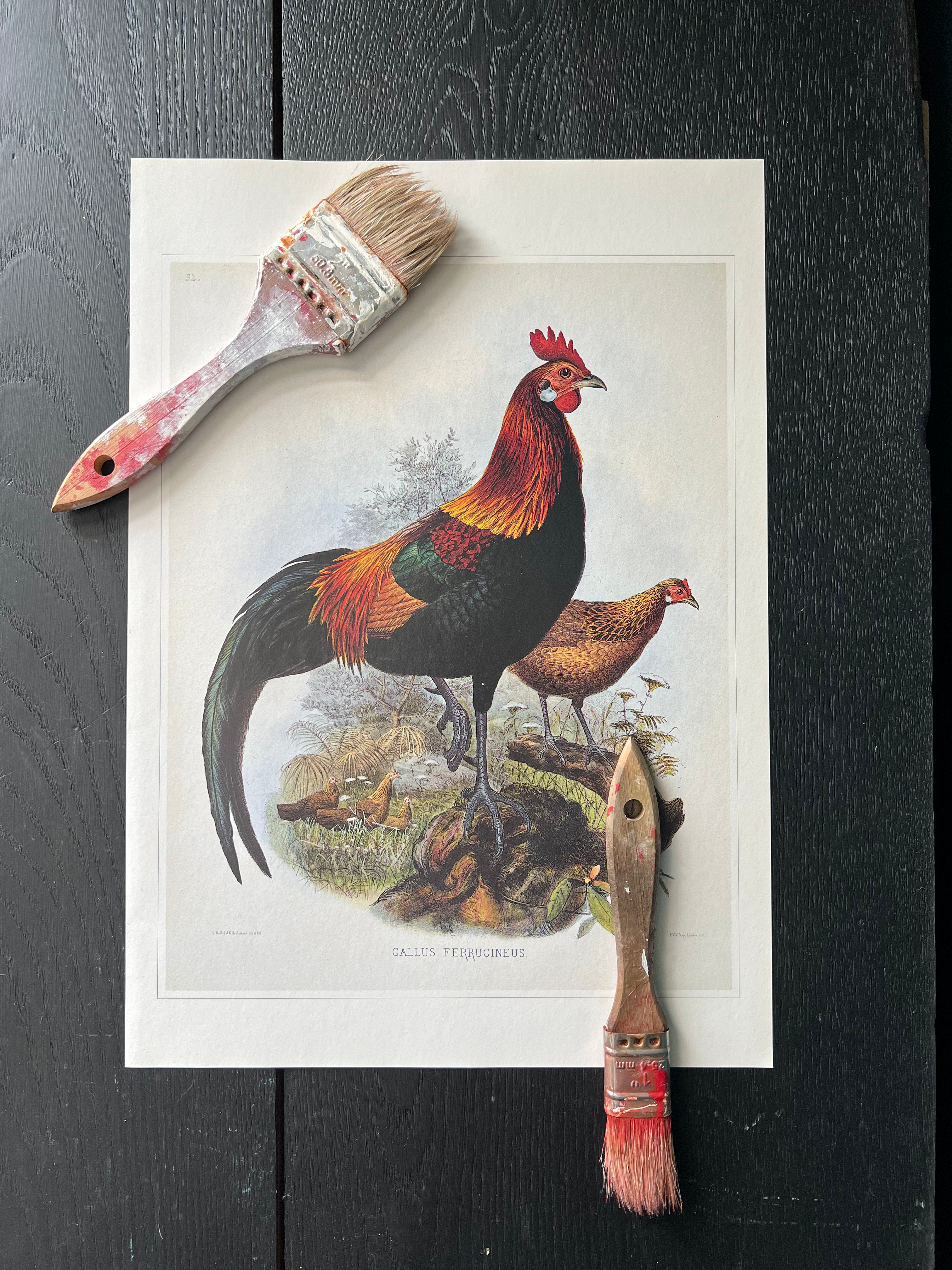 "Rooster" Print