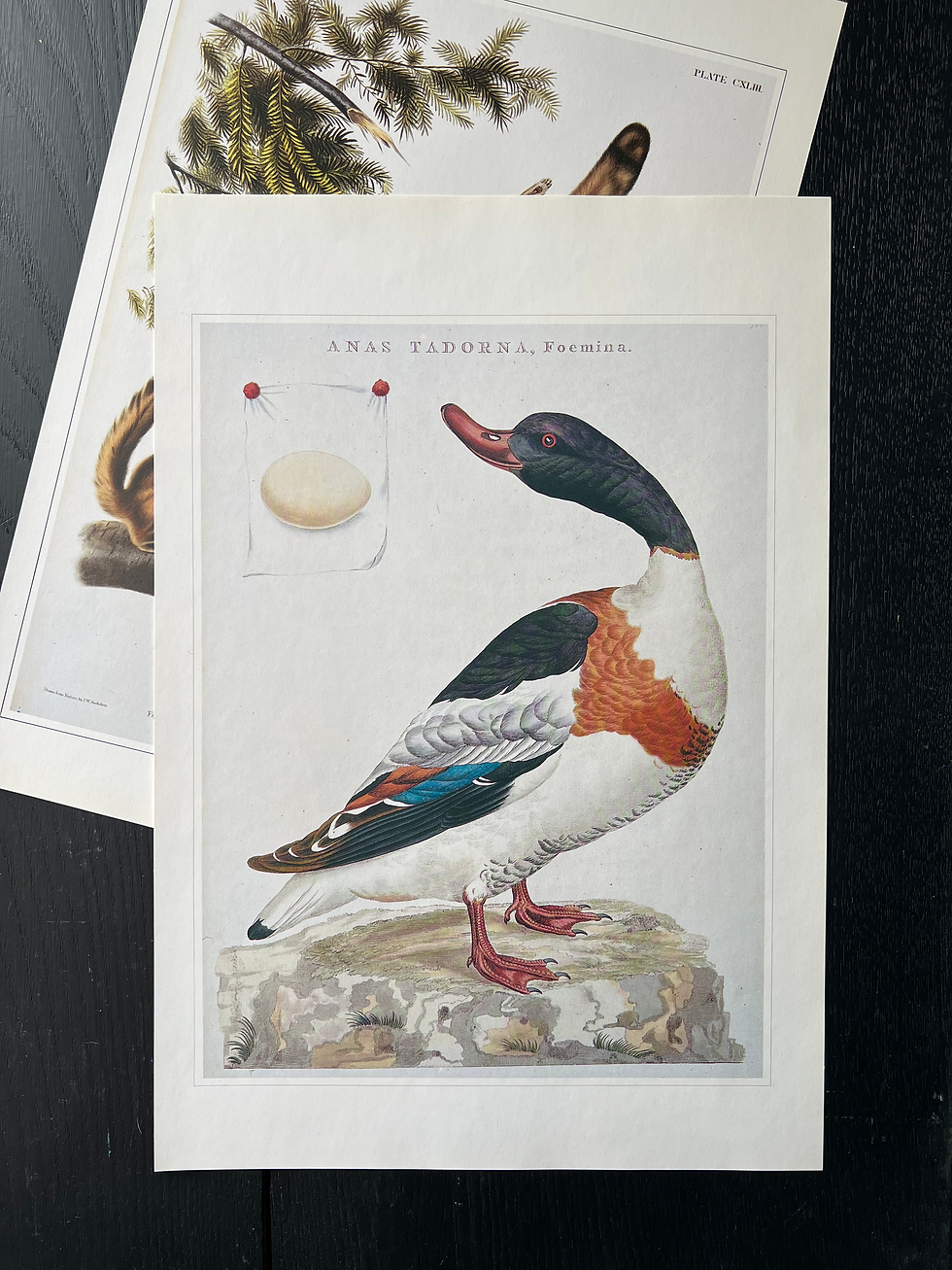 Thumbnail: "Water Fowl" Print