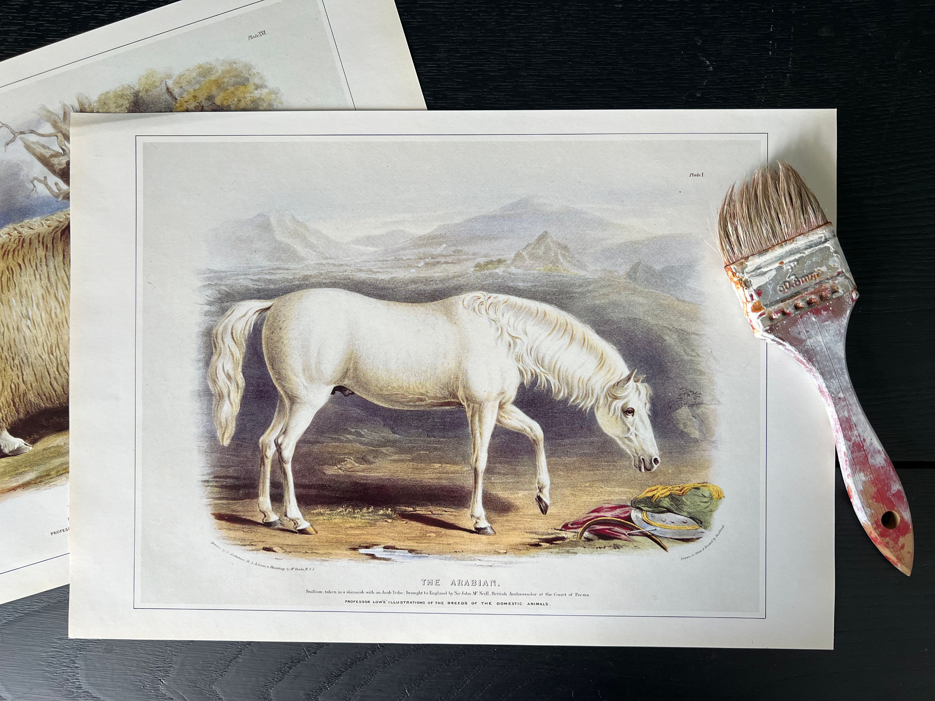 "The Arabian" Print