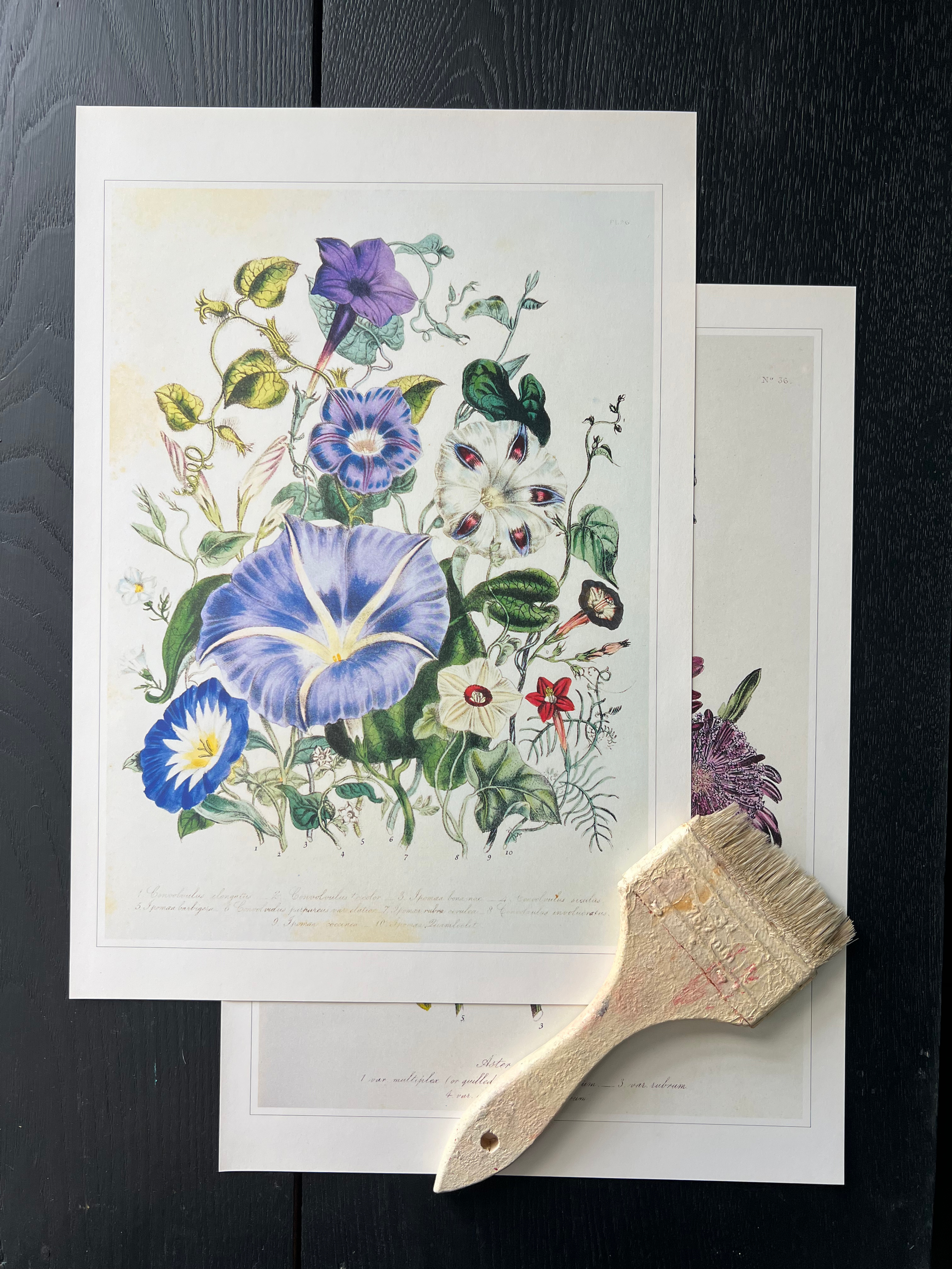 "Ornamental Flower" Print