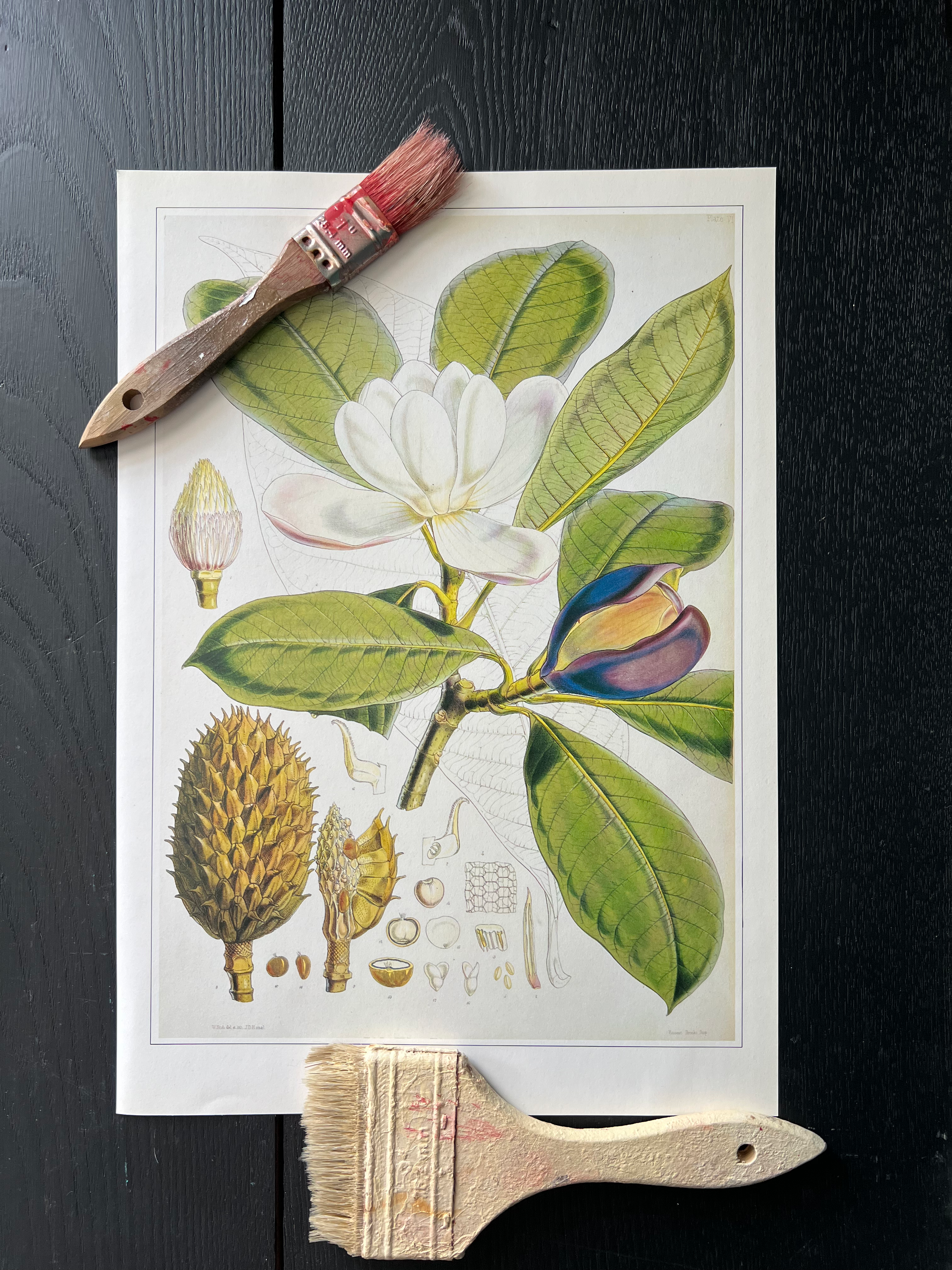 "Magnolia" Print