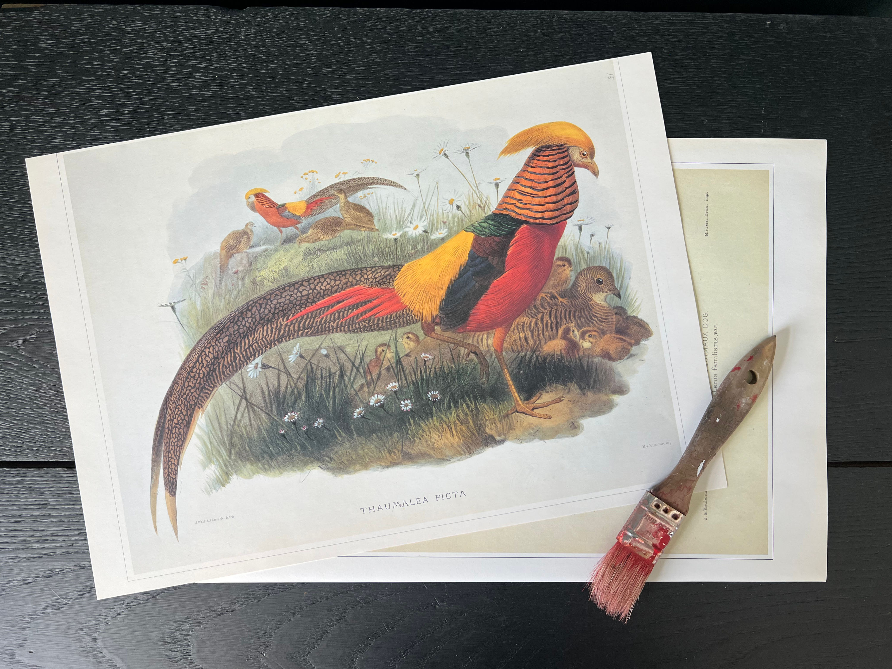 "Thaumalea Picta" Print