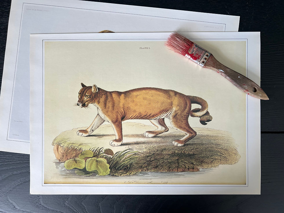 Thumbnail: "Cougar" Print