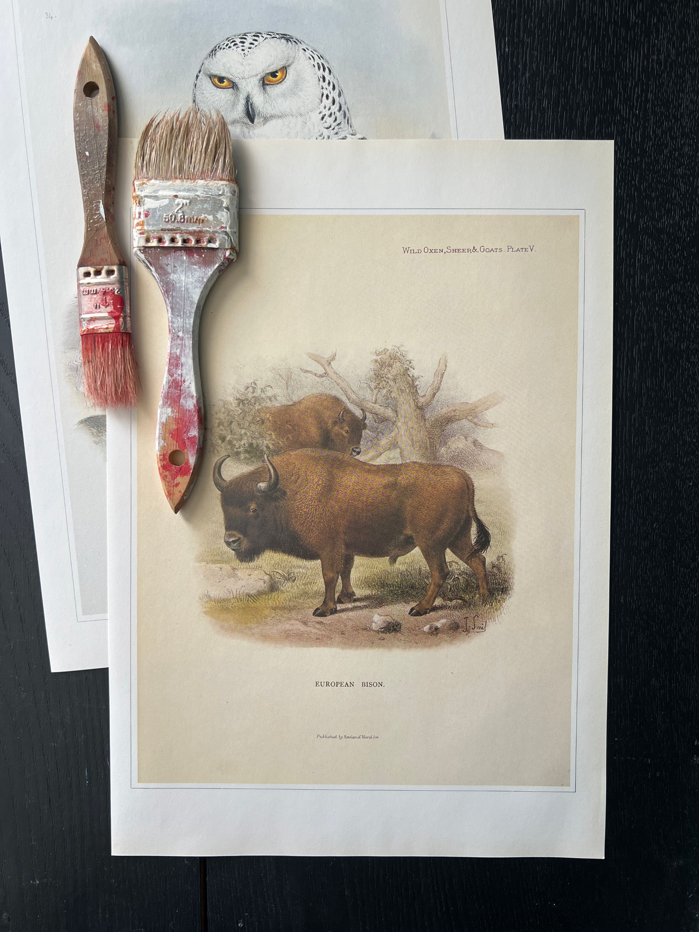 "European Bison" Print
