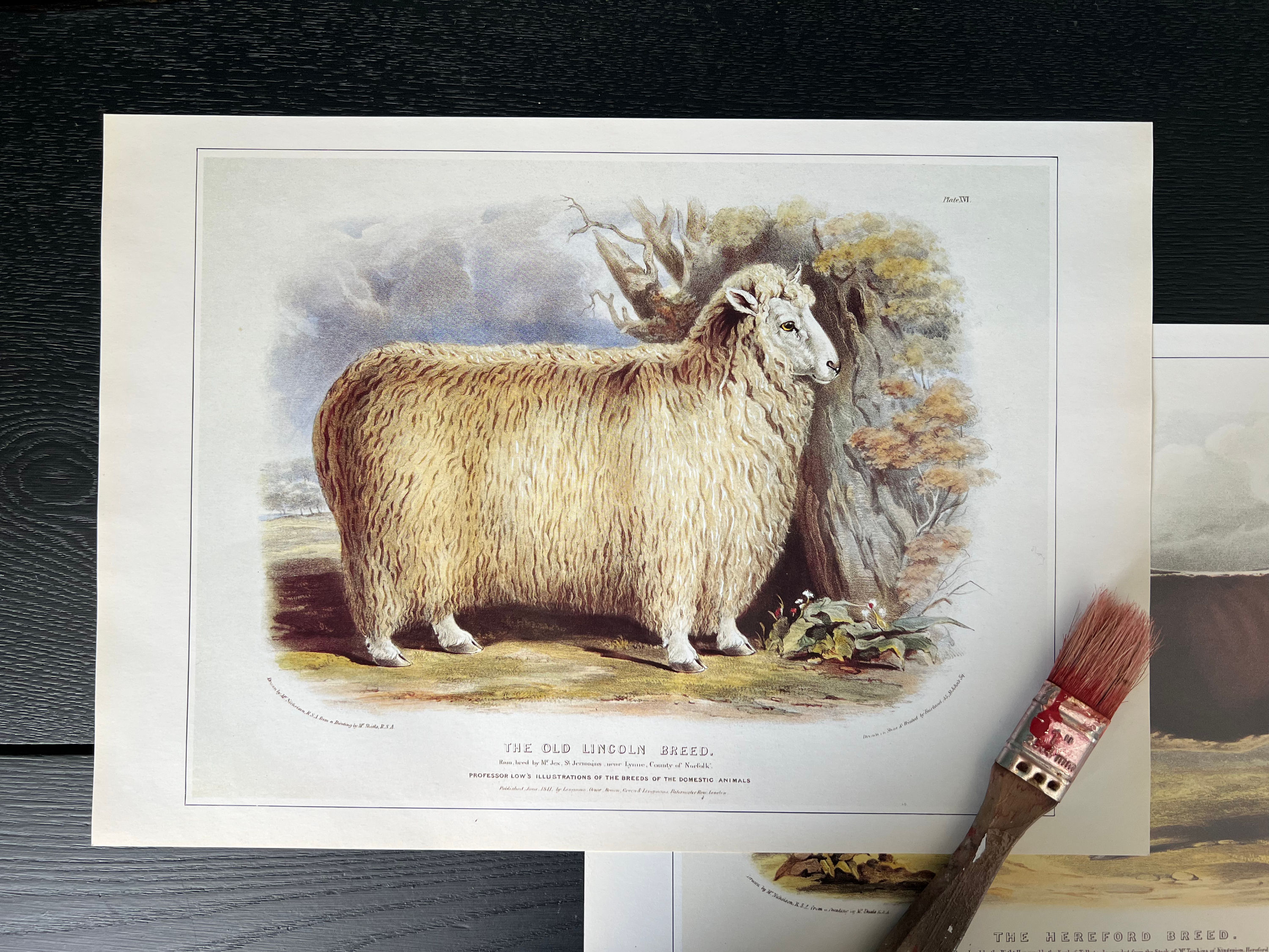 "Old English Sheep" Print