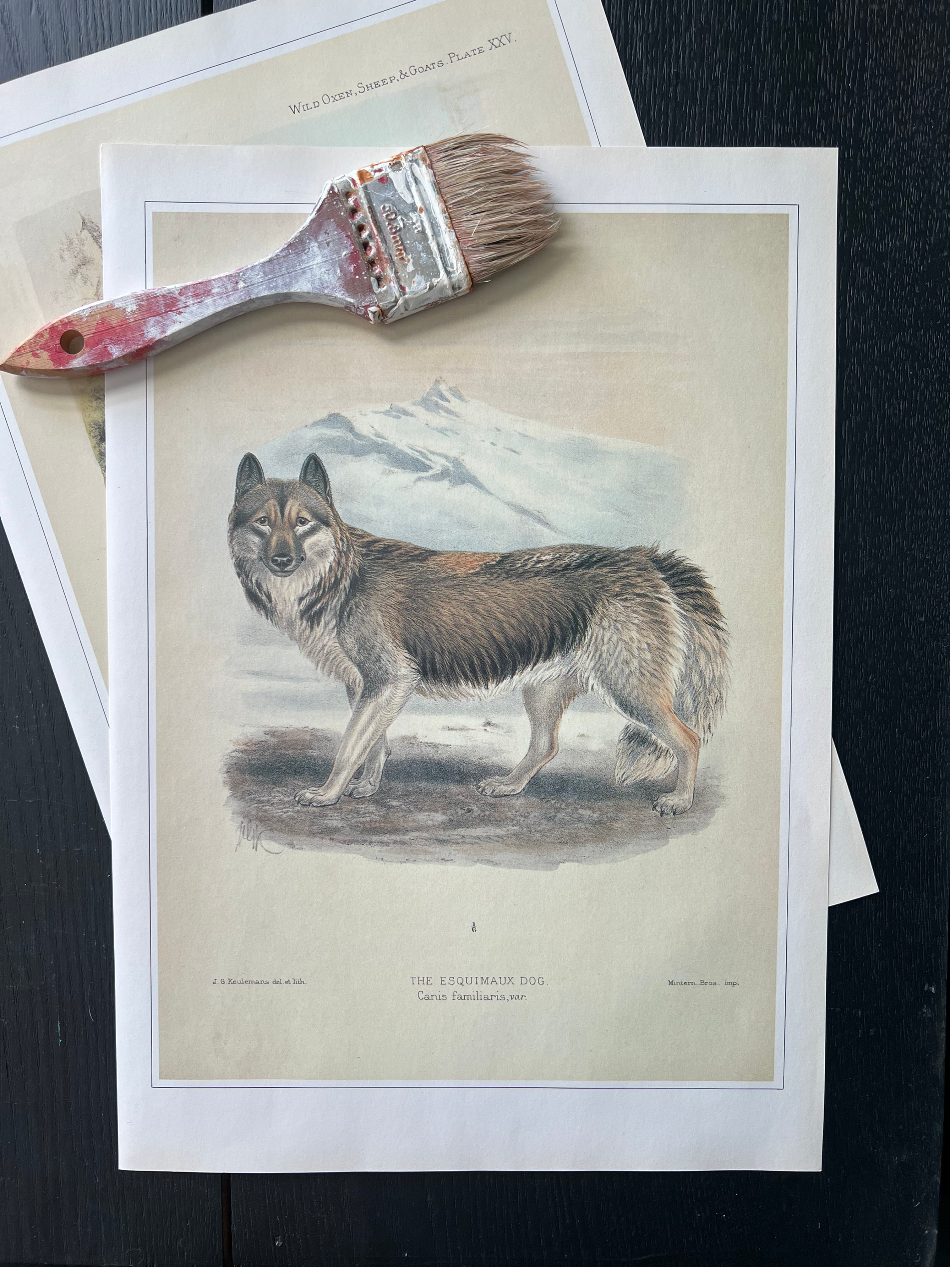 "Esquimaux Dog" Print