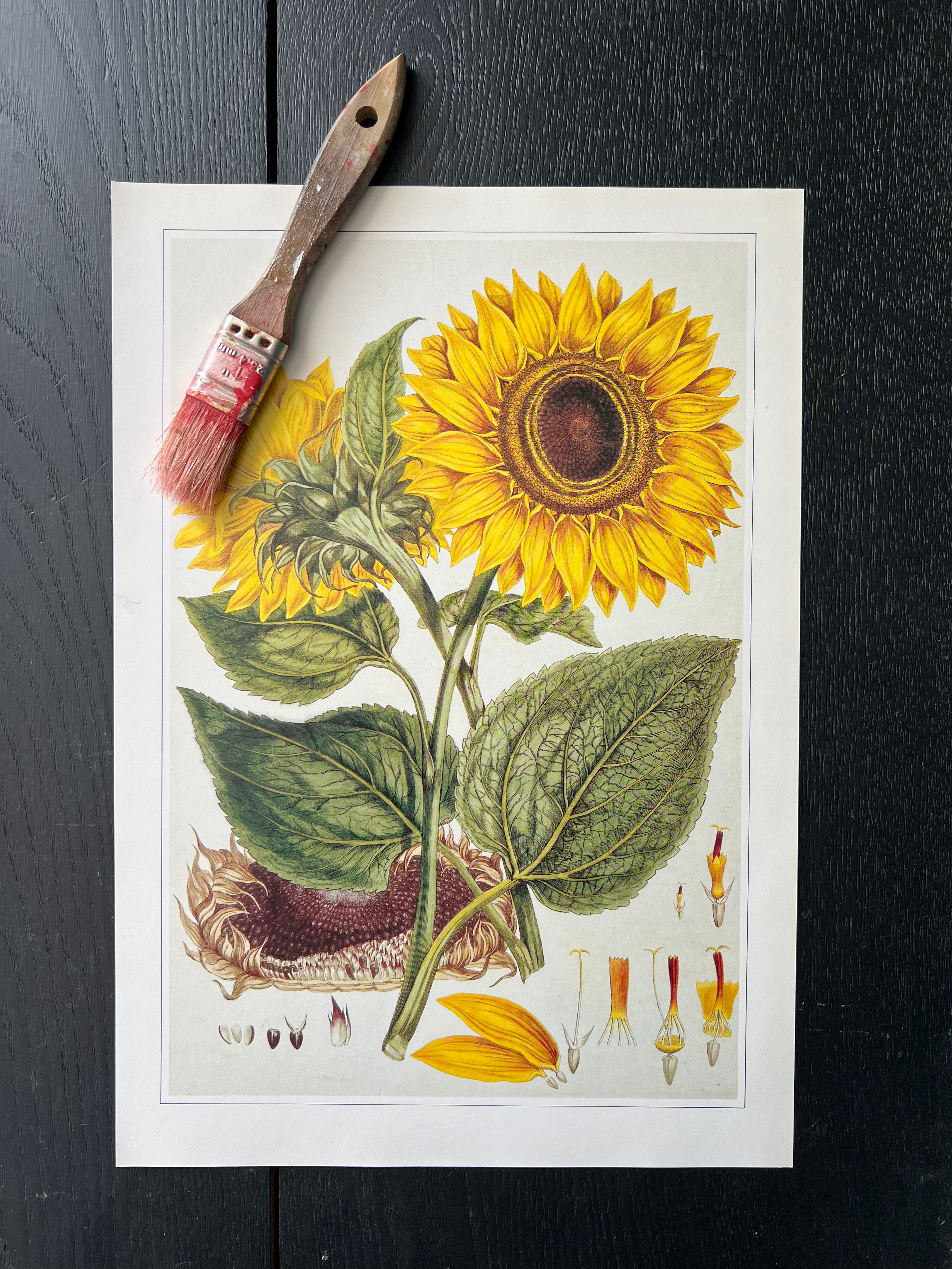 "Sunflower" Print