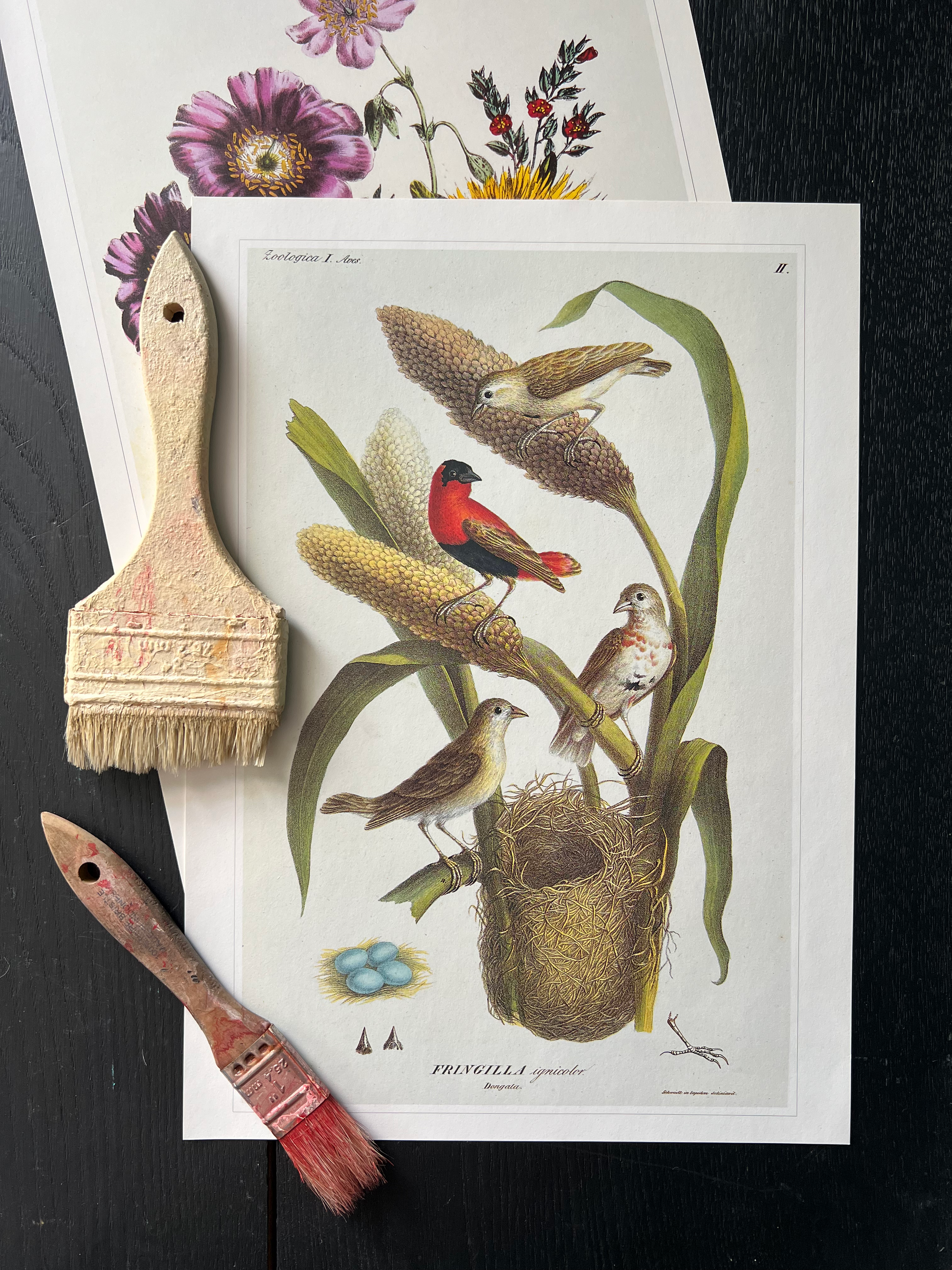 "Nesting Birds" Print