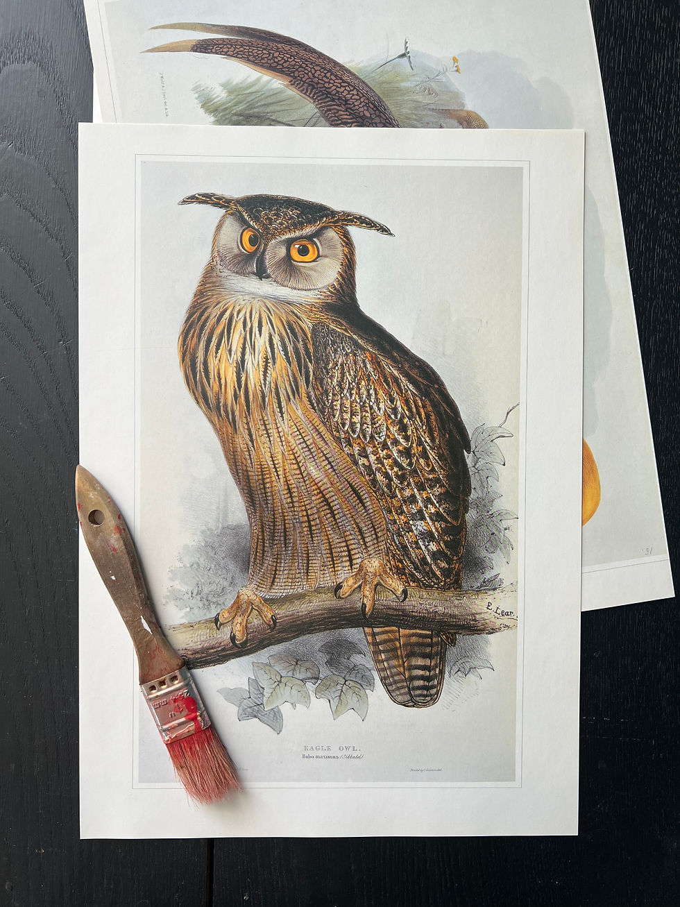 Thumbnail: "Eagle Owl" Print