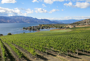 Kelowna_Vineyards