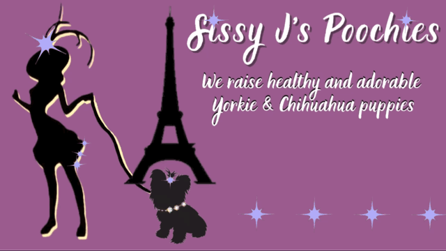 Sissy J's Poochies Yorkie Puppies for Sale