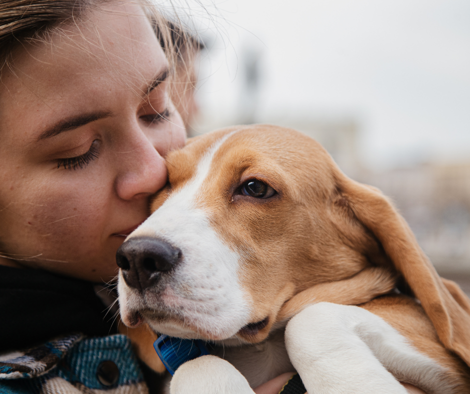 A tender moment captured between a woman and her beloved beagle, sharing warmth and affection on a chilly day.