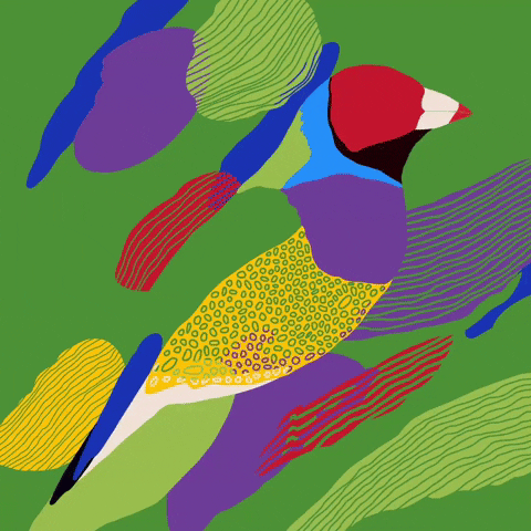 Gouldian Finch
