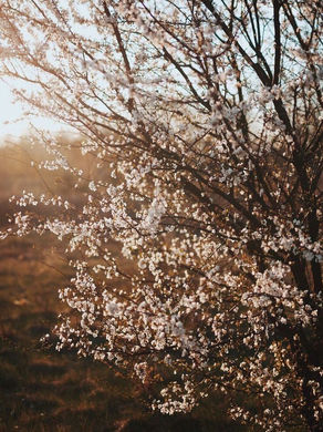 White dogwood flowers blooming on tree branches in spring