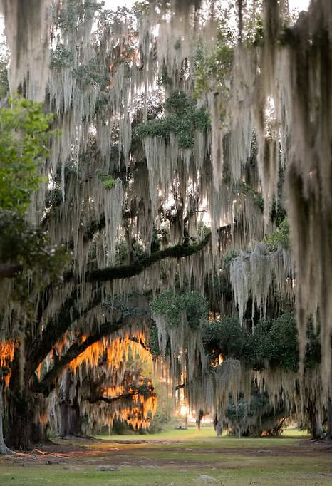 Live oak tree draped in Spanish moss at sunset in South Louisiana