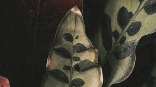 Layered foliage in muted green and brown tones, suggesting quiet transition and natural cycles