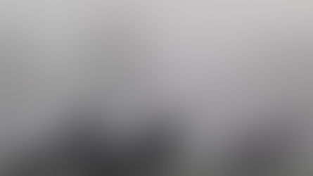 Small herd of horses moving through fog in an open field.