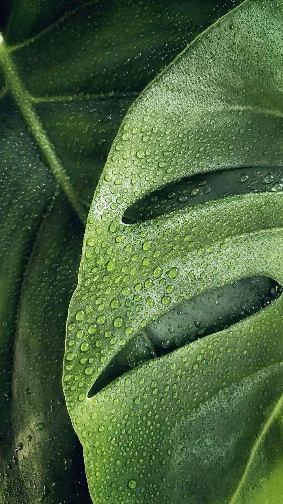 Unlocking Balance Through Somatic Breathwork | The Wellness Grove