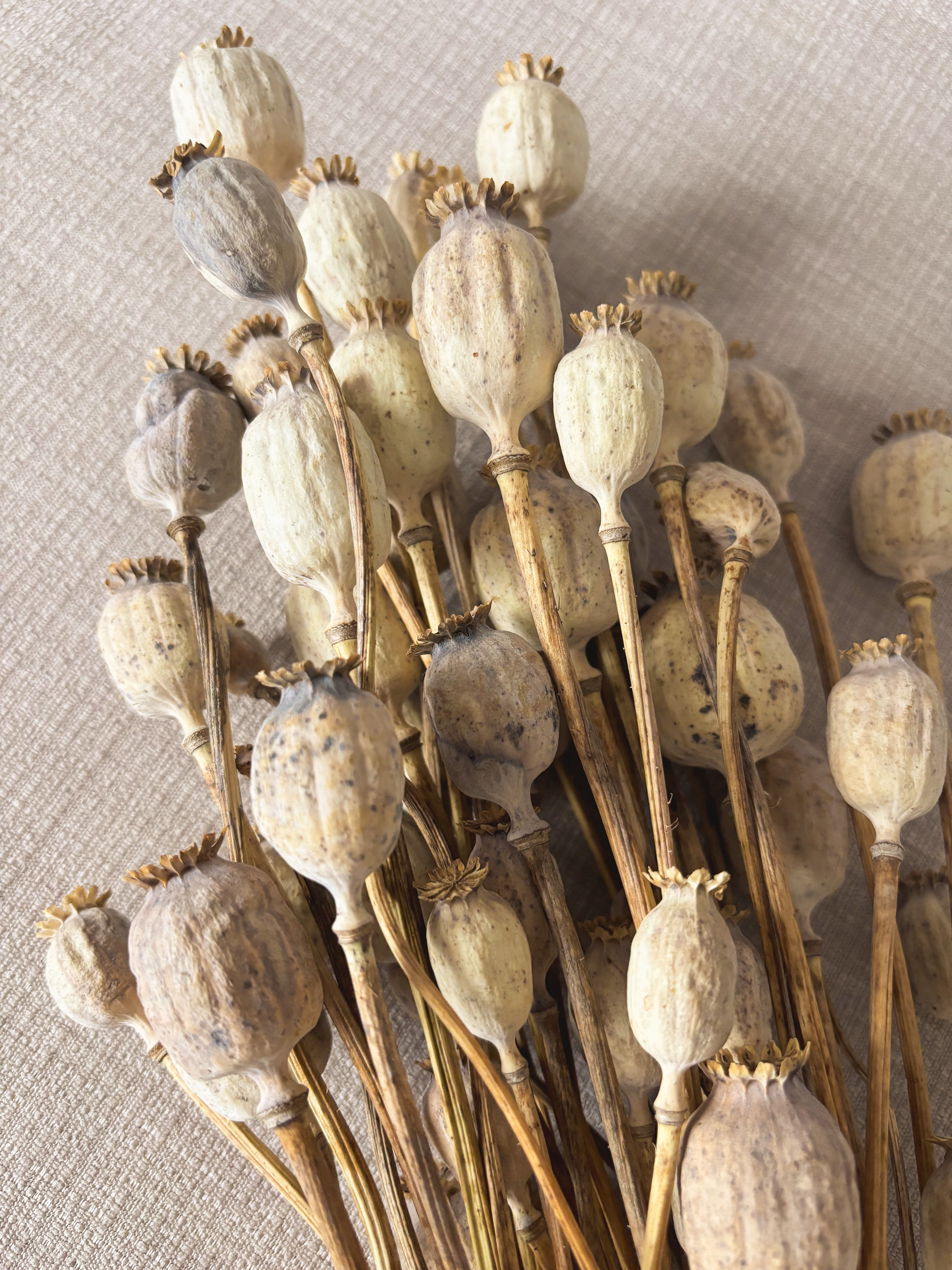 Mohnkolben Bund 50 Stück