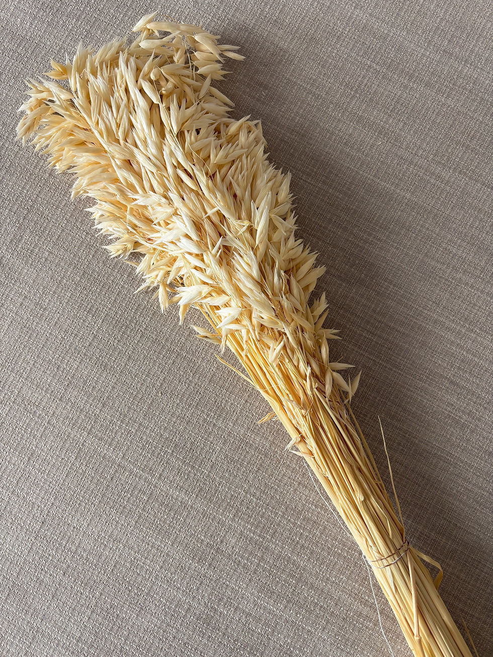 Miniaturbild: Getrockneter Hafer Trockenblumen 50 Stück