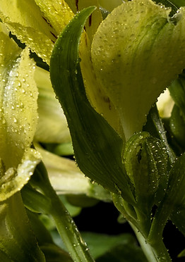 PÉPINIÈRE BOREALE- PLUSIEURS TYPES FLEURS