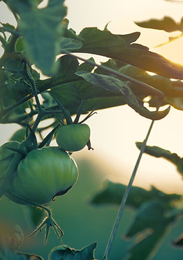 pepinière boréale_ plusieurs types de plant de légumes