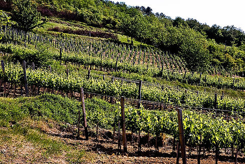 Tokaj 6.jpg