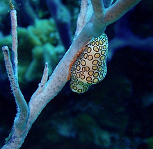 Exotische Unterwasser-Kreatur
