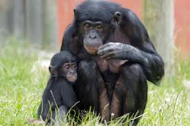 Twycross