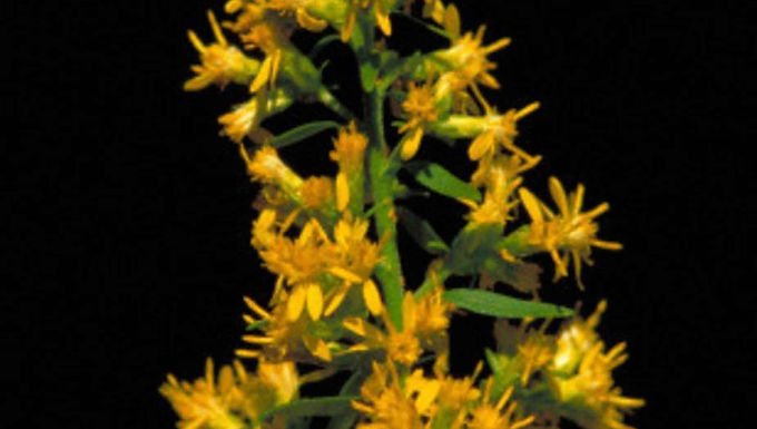 Goldenrod