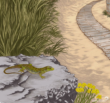 Été 2021 les sentinelles du climat, paysage de plage, épervière des dunes et lézard ocellé détail