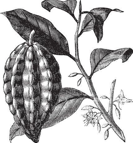 Theobroma Cacao L.