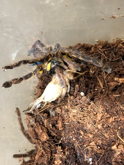 サムネイル： フリンジオーナメンタル