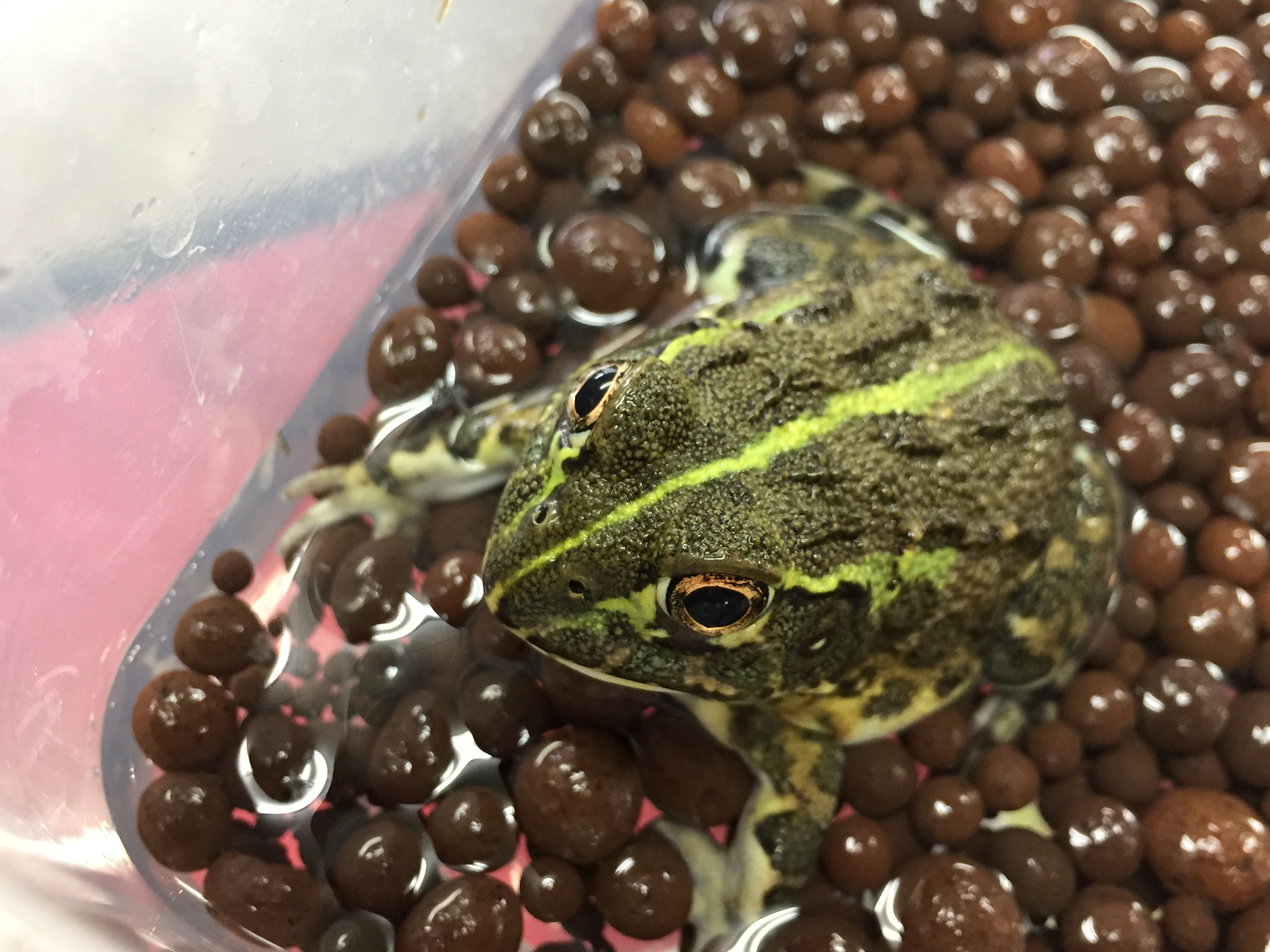 アフリカウシガエル