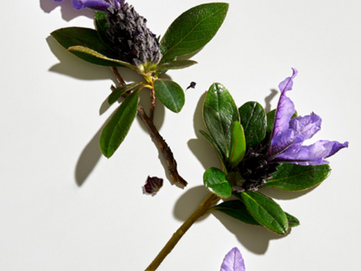 Bakuchiol- Is It A Natural Alternative To Retinol?