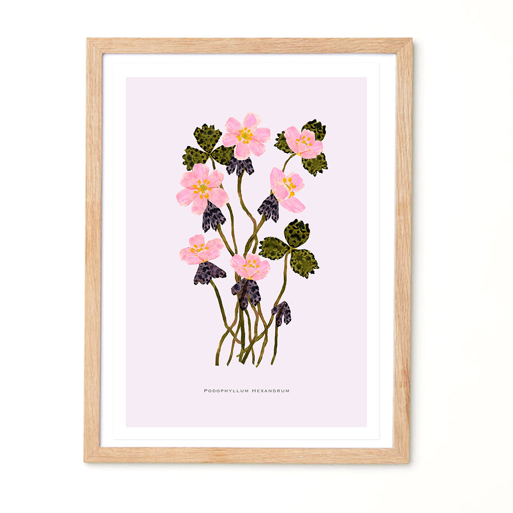 Podophyllum Hexandrum