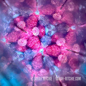 Kaleidoscope Vision photography by Sarah Ritchie #25: Frozen berries