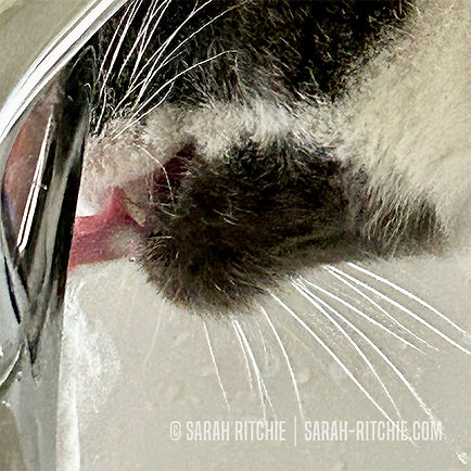 Art of the Ordinary #13 by Sarah Ritchie. Sarah's cat, Monty, drinking from a tap