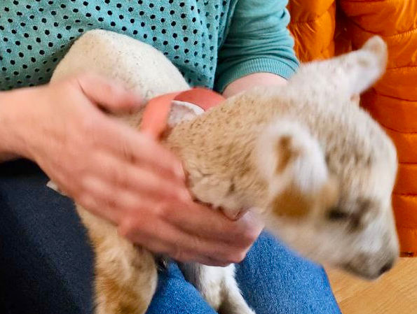 Sarah Ritchie holding a one-week old baby lamb.