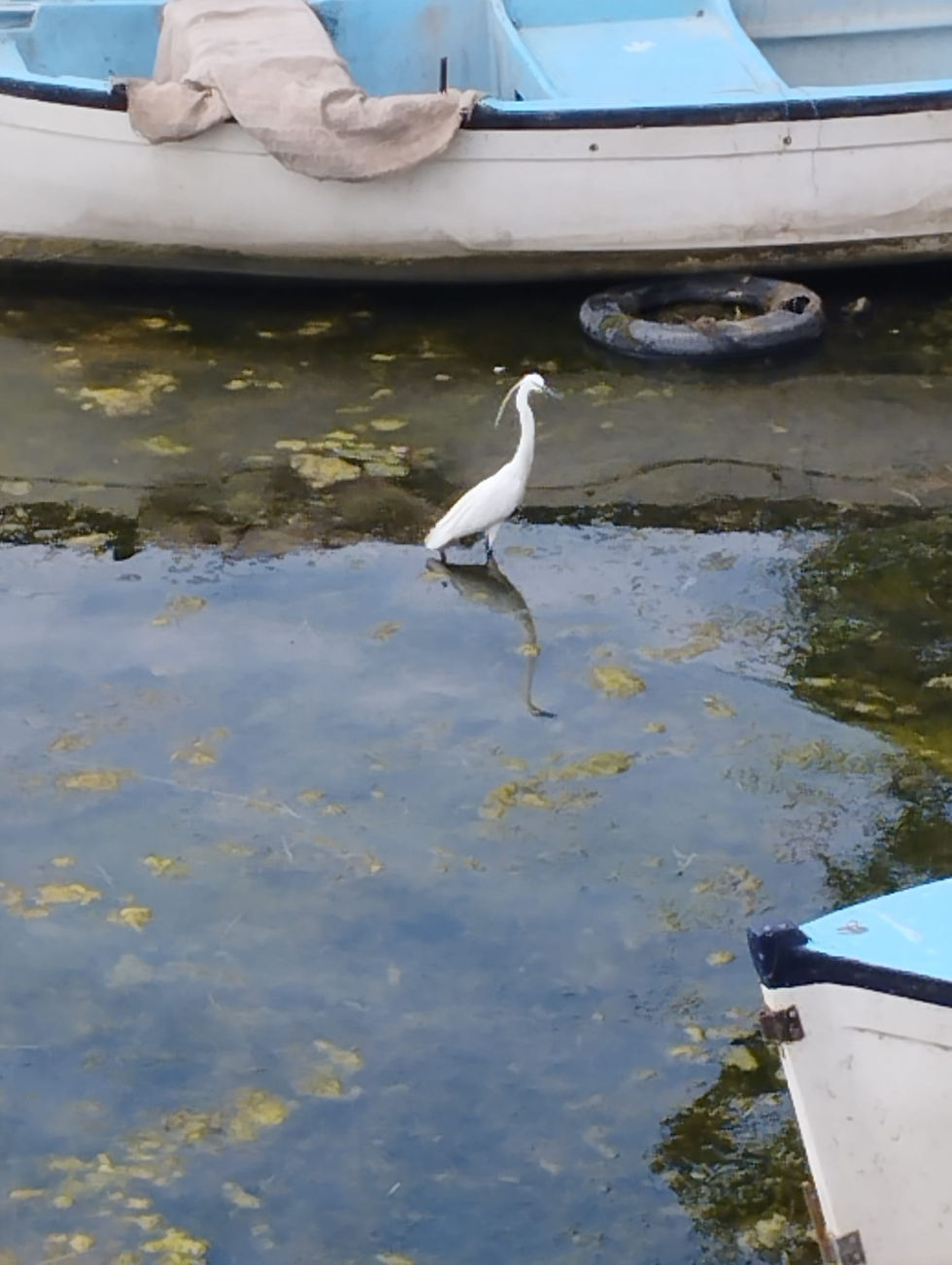 Küçük resim: Günübirlik Bursa Cumalıkızık Gölyazı Mudanya Trilye Turu