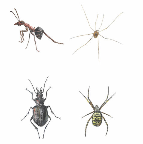 lucie nichelmann illustration animation halle insekten