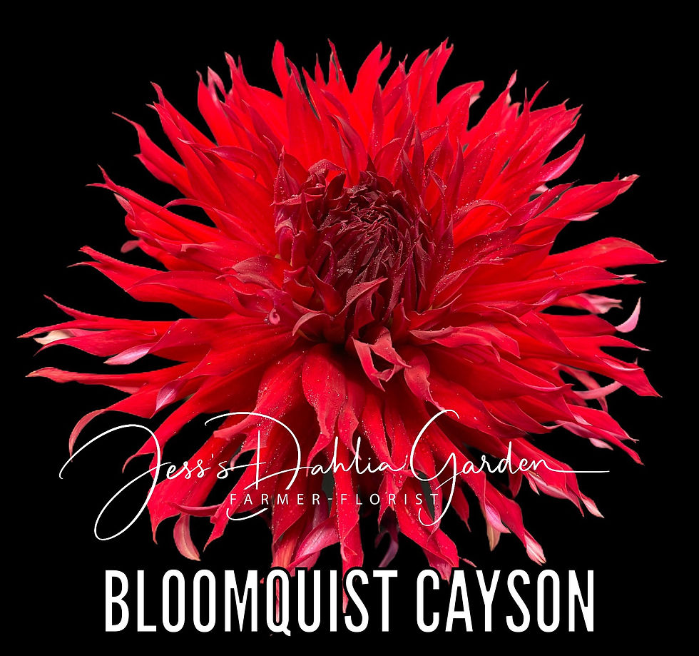 Thumbnail: *** RUNT SALE *** Bloomquist Cayson S