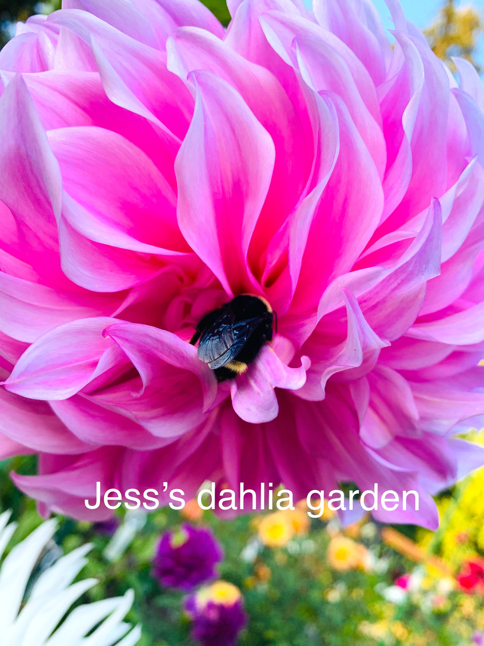 Jess's Dahlia Garden